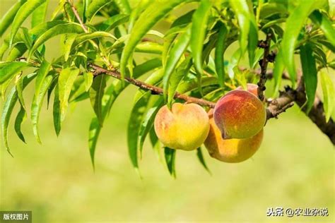 桃子樹種植|【種桃樹】從核果到果香滿枝頭：親手種植桃樹的完整指南！